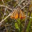 Imagem de Orocrambus heliotes Meyrick 1888