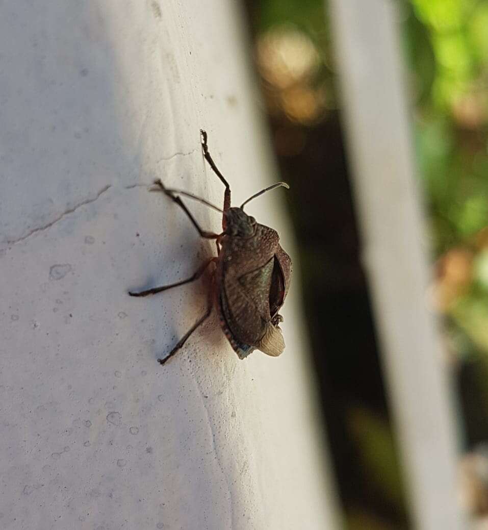 Image of Stink bug