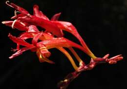 Image of Crocosmia fucata (Lindl.) M. P. de Vos