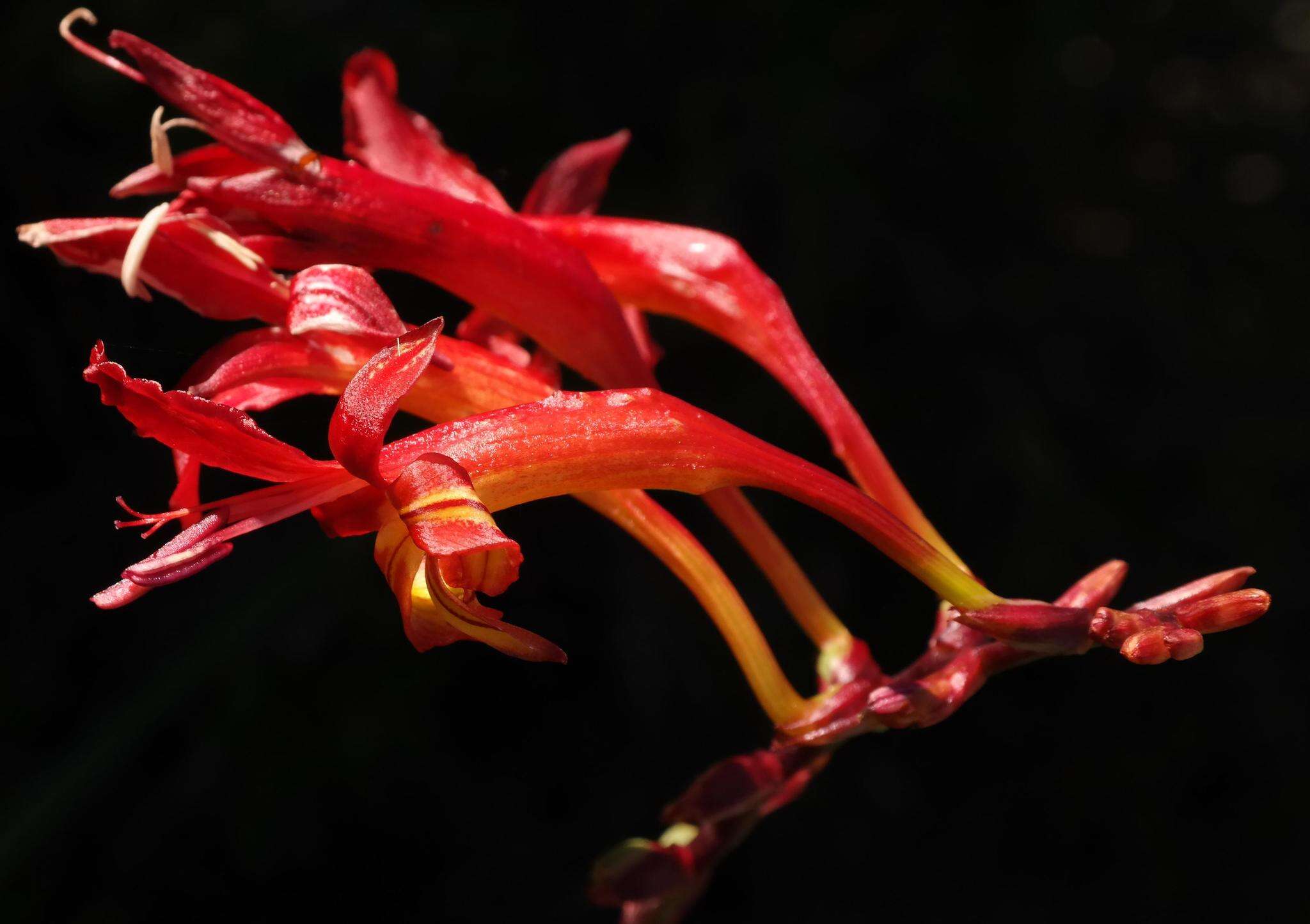 Image of Crocosmia fucata (Lindl.) M. P. de Vos