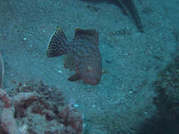 Epinephelus areolatus (Forsskål 1775) resmi