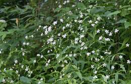 Image of Silene gracillima Rohrb.