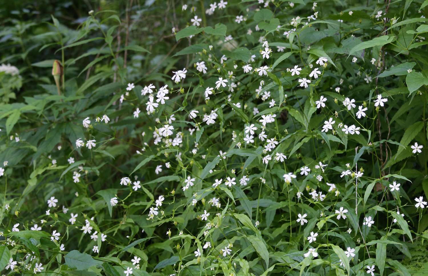 Image of Silene gracillima Rohrb.