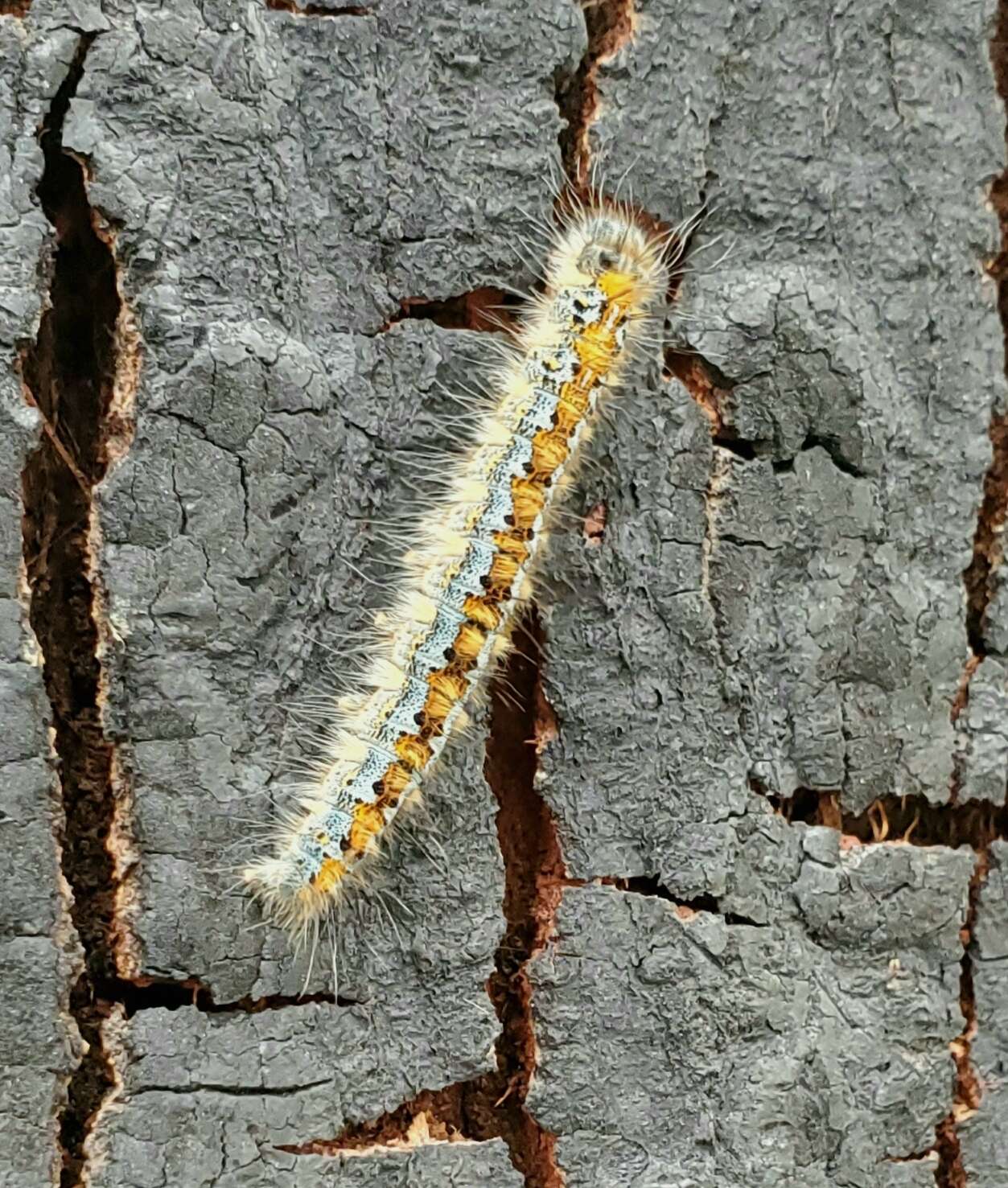 Plancia ëd Malacosoma constricta Edwards 1874