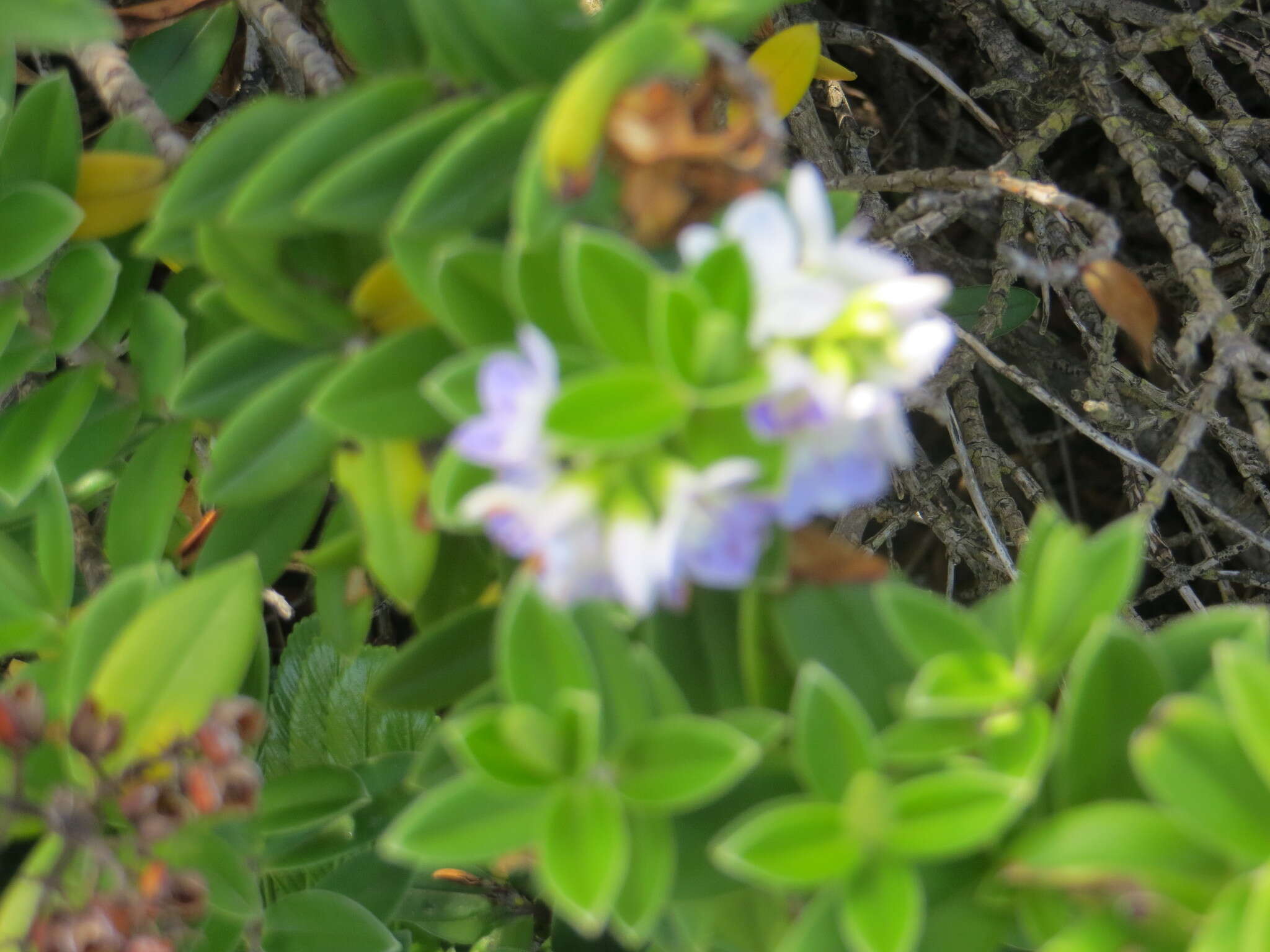 Image of Veronica elliptica G. Forster