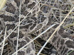 Imagem de Bothrops ammodytoides Leybold 1873