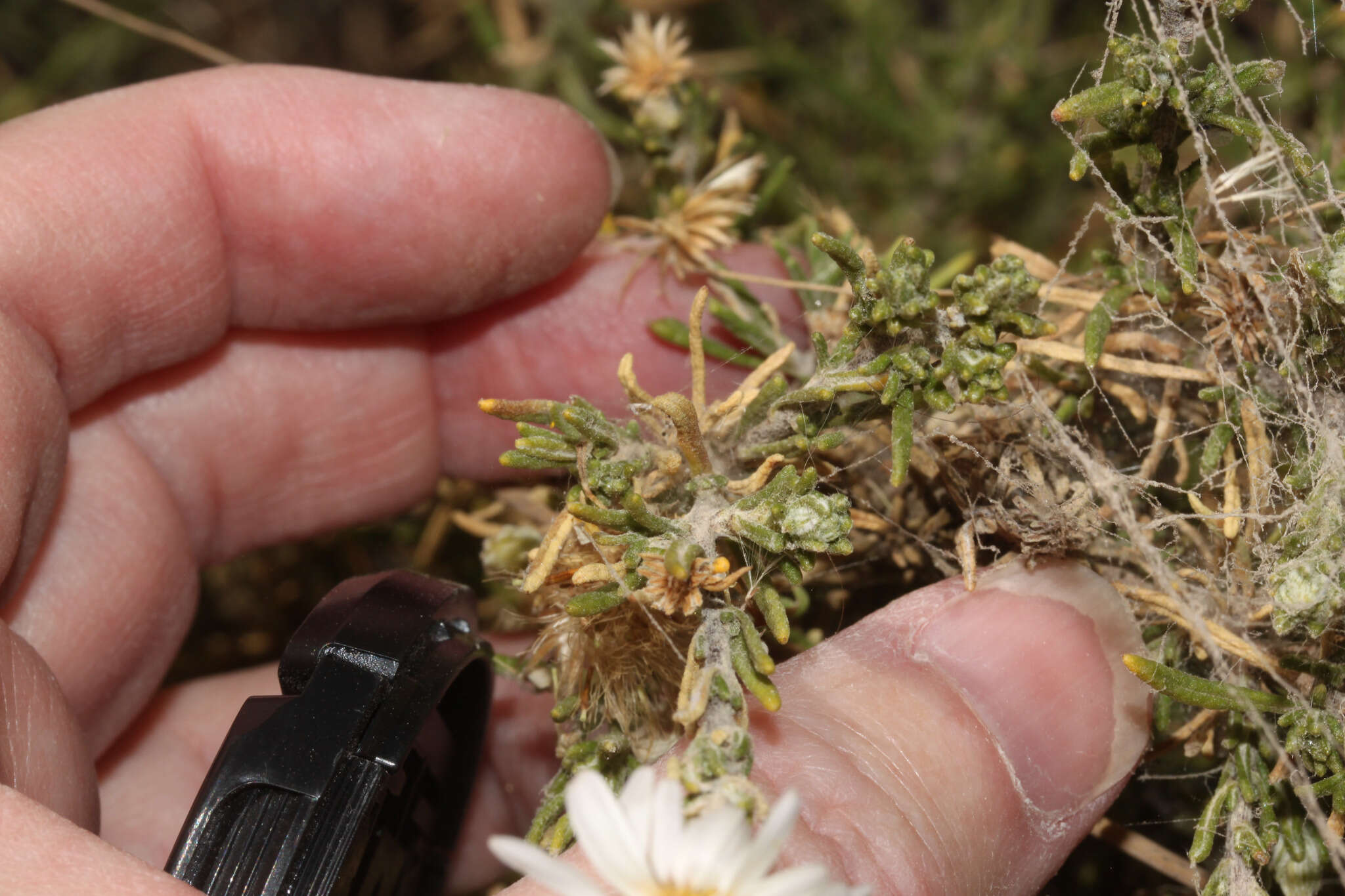 Image of Diplostephium meyenii (Sch. Bip.) Wedd.