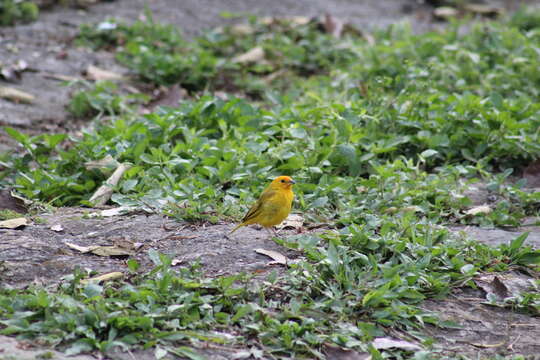 Image of Sicalis flaveola flaveola (Linnaeus 1766)