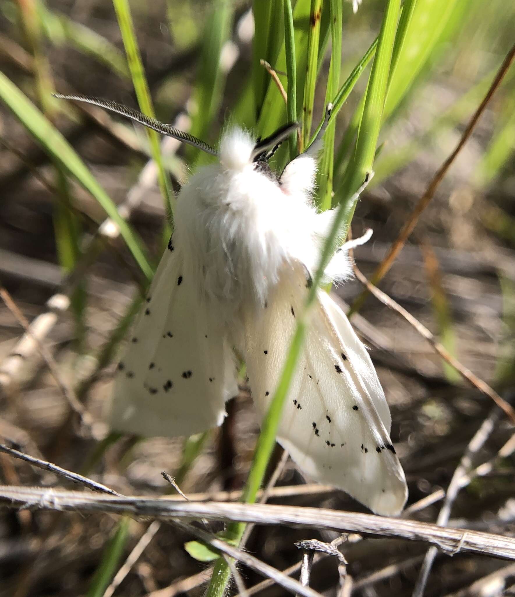 Image of Vestal Tiger Moth