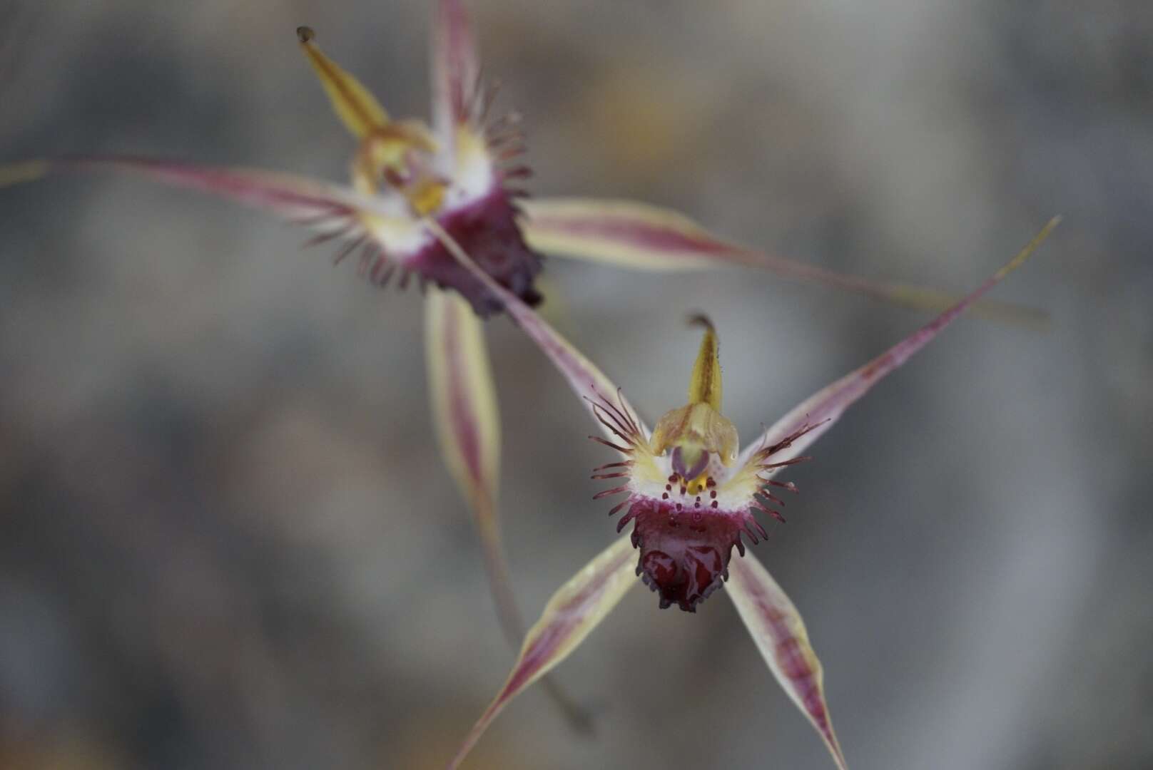 Caladenia brownii Hopper resmi