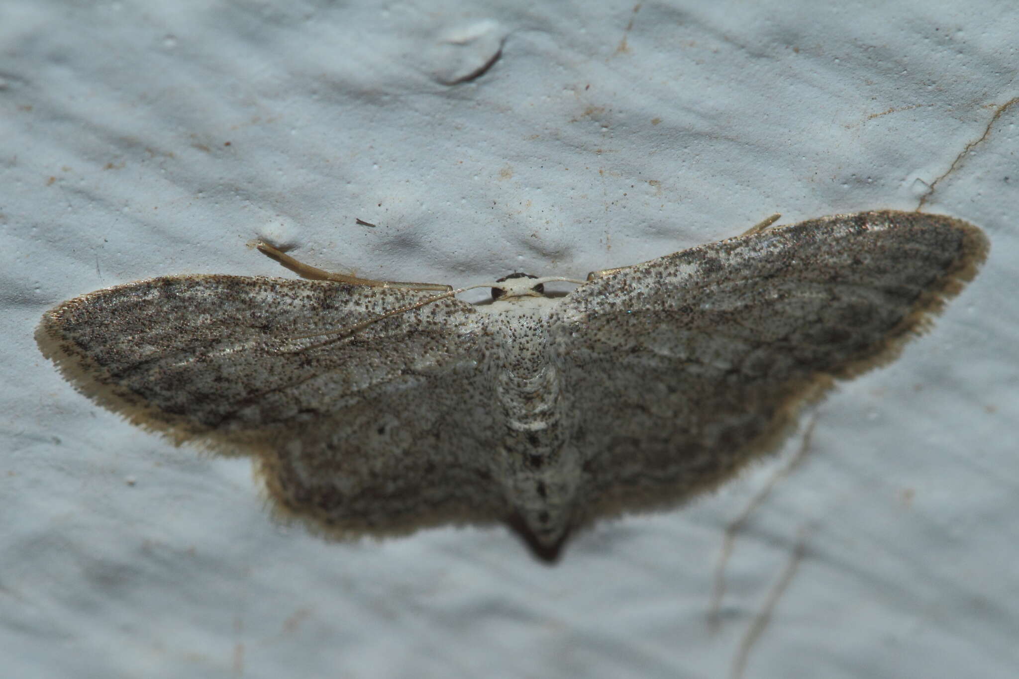 Imagem de Idaea incisaria Staudinger 1892