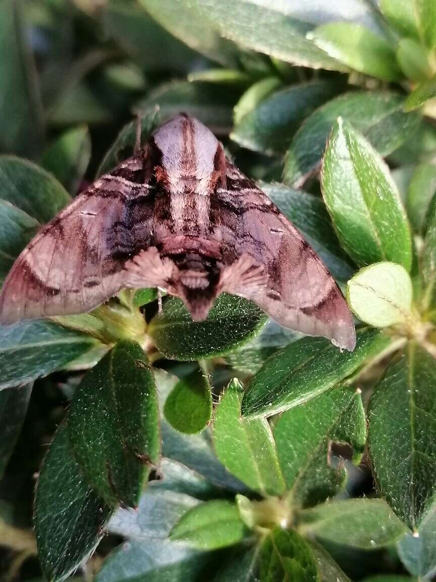 Image de Eupyrrhoglossum sagra (Poey 1832)