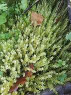 Image of calliergon moss