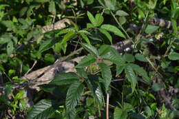 Image of <i>Rubus erythrocladus</i>