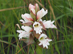 Image de Satyrium sphaerocarpum Lindl.