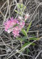 Image of Hyalis lancifolia Baker