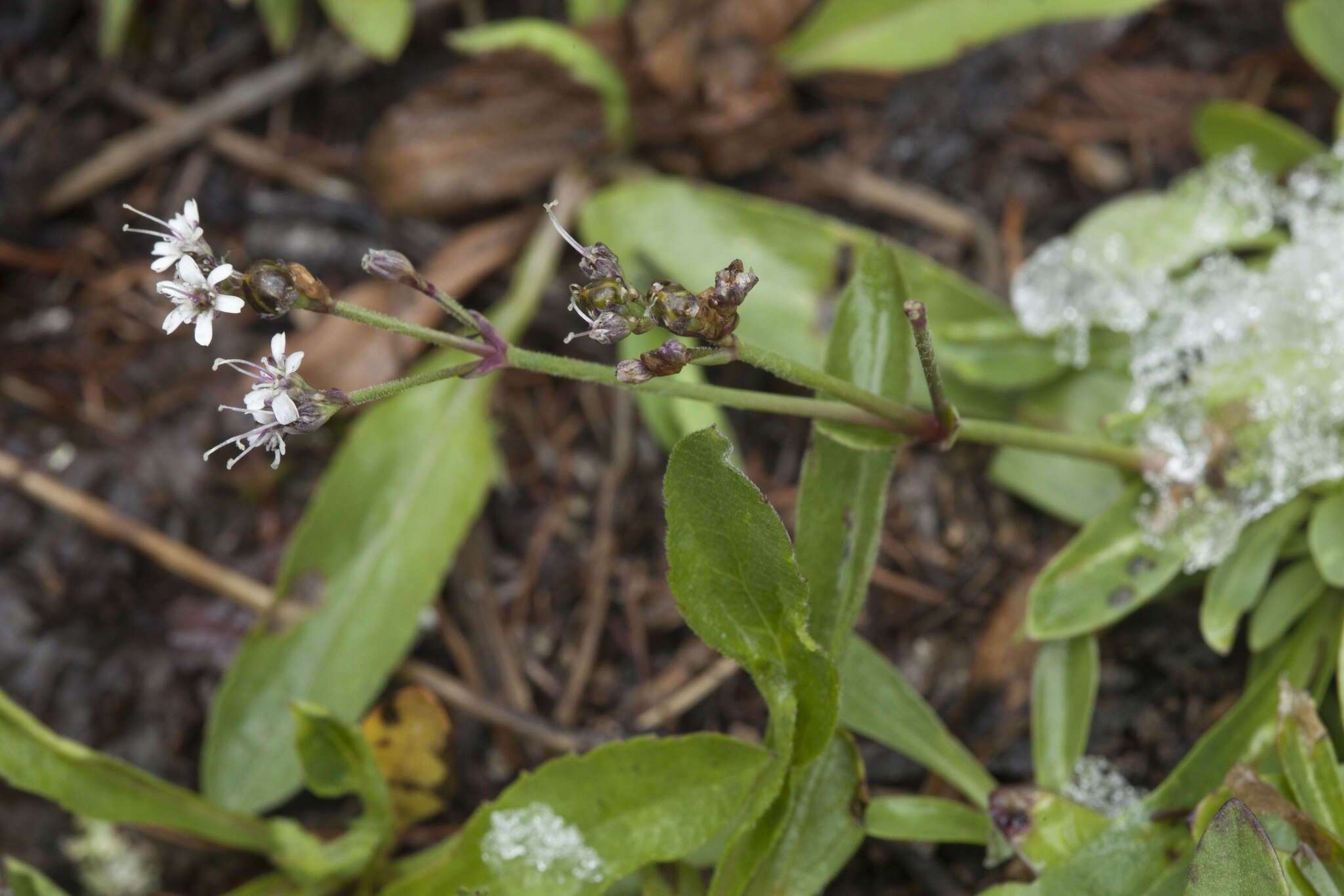 Image of Gypsophila cephalotes (Schrenk) F. N. Williams