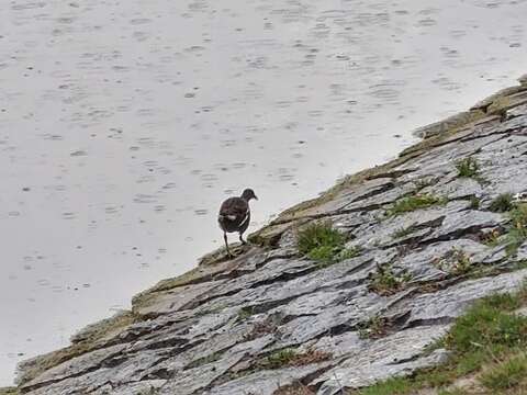 Image of Eurasian Common Moorhen