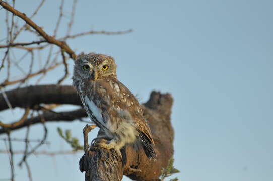 Image of Pearl-spotted Owlet