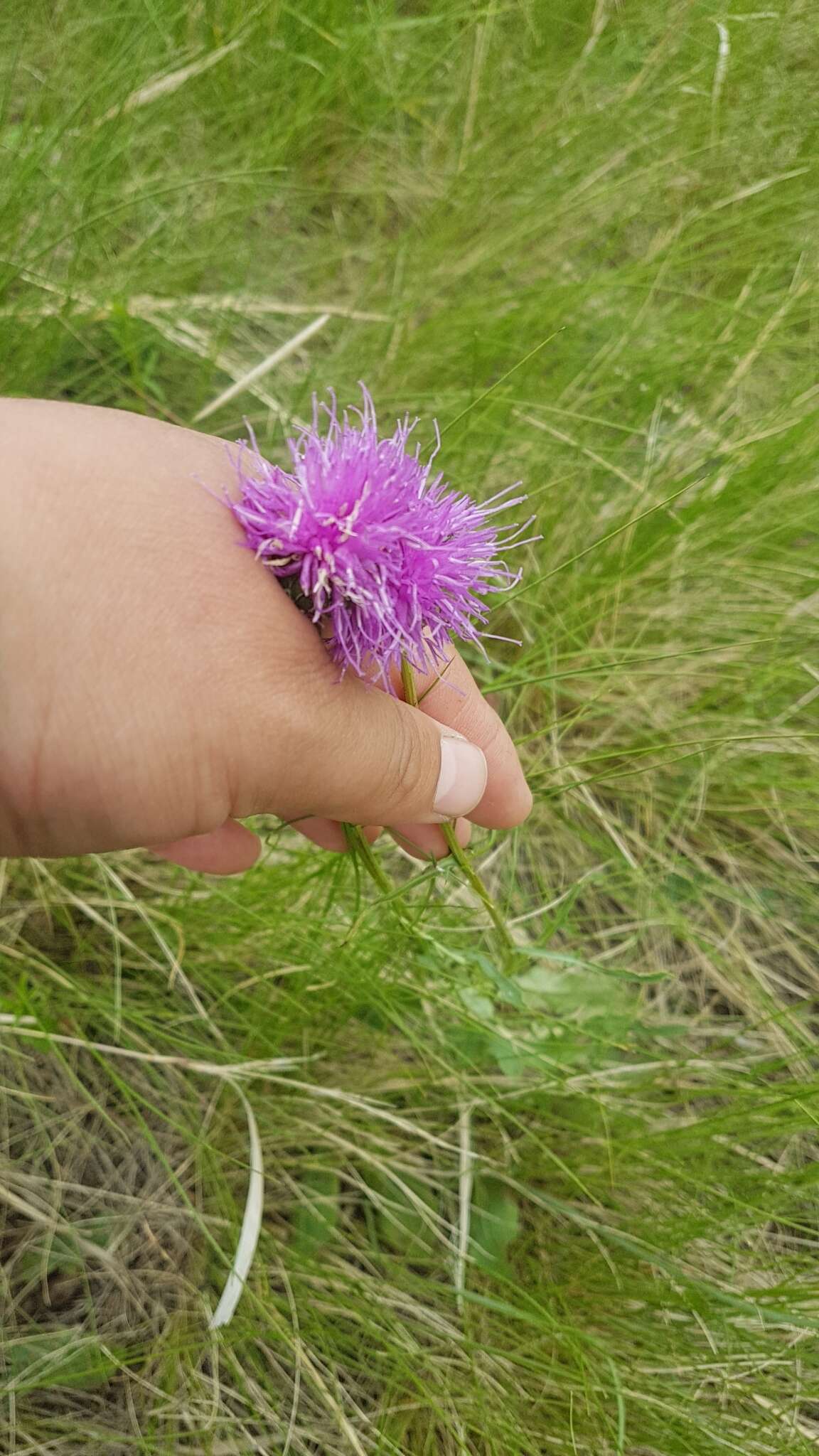 Image of Klasea marginata (Tausch) Kitag.