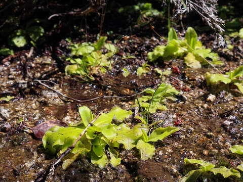 Imagem de Pinguicula corsica Bernard & Gren.