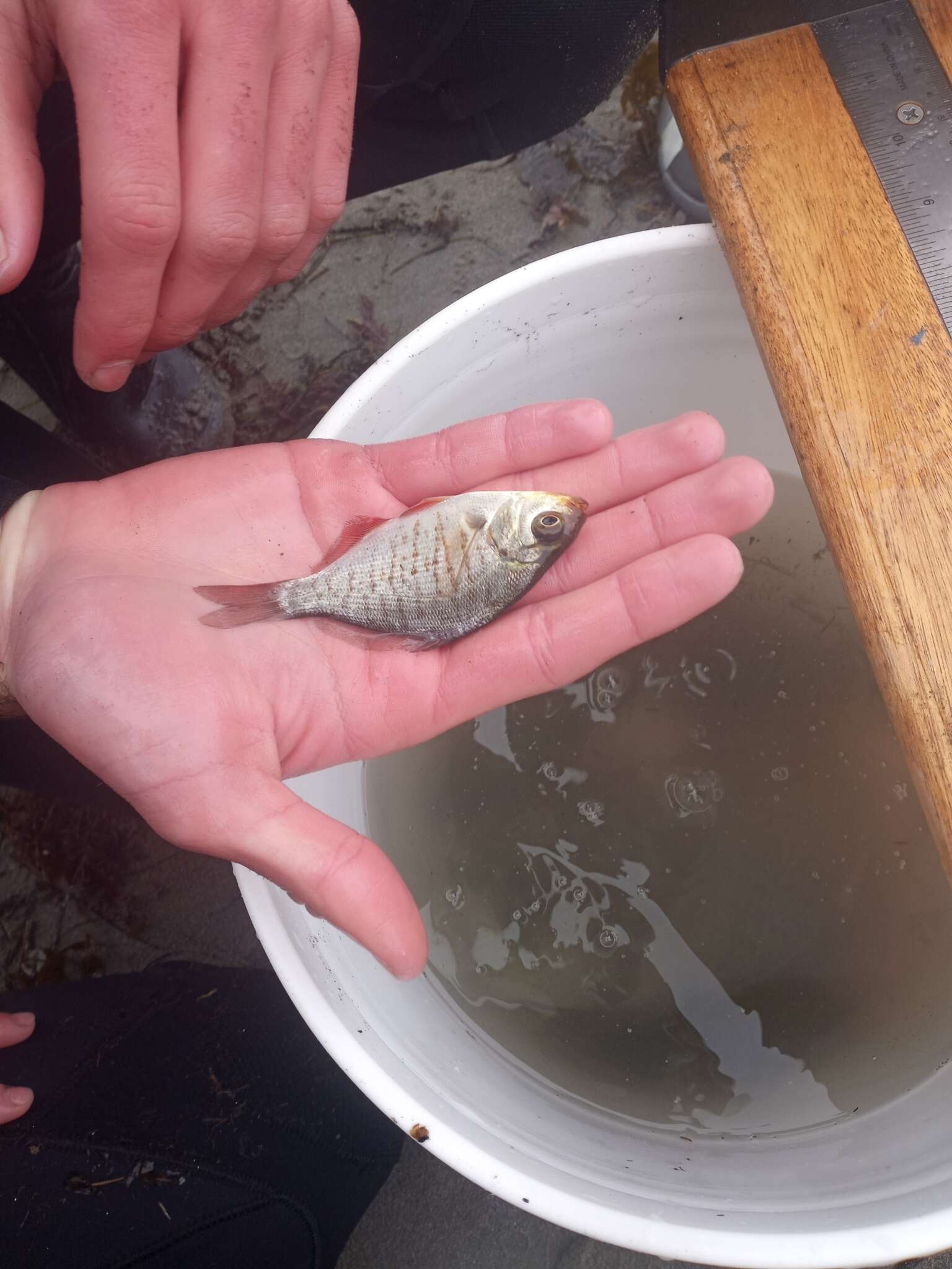 Image of Redtail surfperch