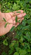 Image of grassleaf spurge