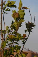 Image of Salix pyrolifolia Ledeb.