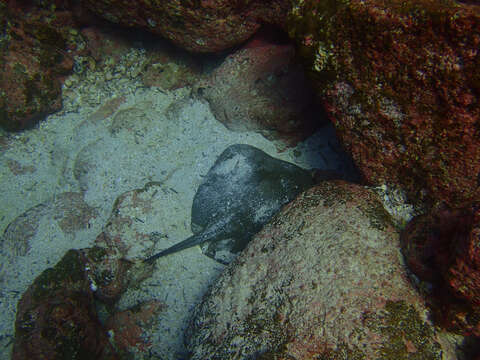 Image of Diamond Stingray