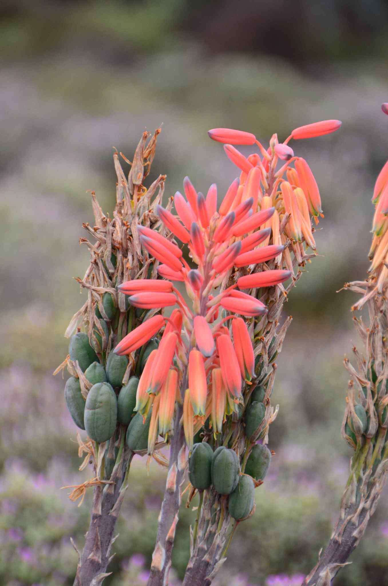 Aloe krapohliana Marloth resmi