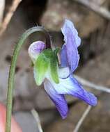 Image of common blue violet