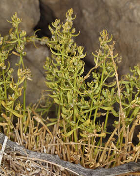 Image of Rixford's rockwort