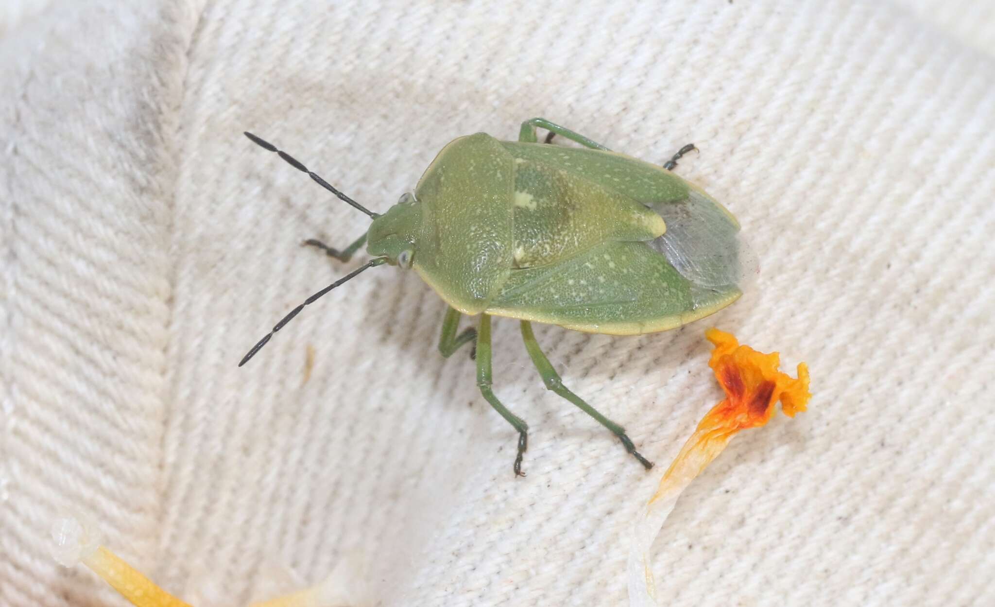 Image of Uhler's Stink Bug