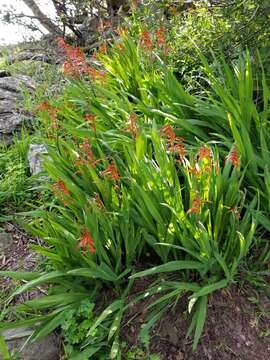 Image of Chasmanthe bicolor (Gasp.) N. E. Br.