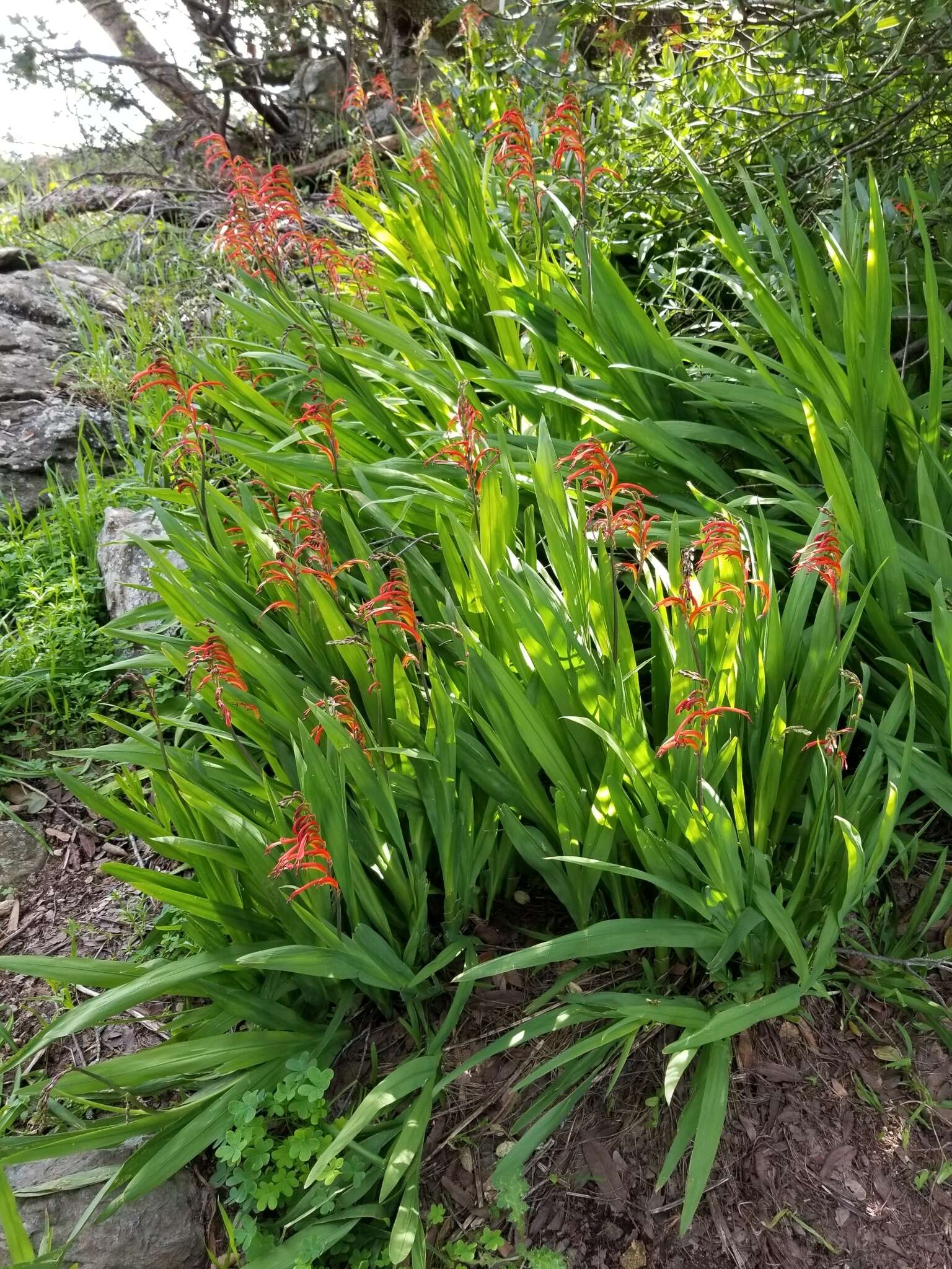 Image of Chasmanthe bicolor (Gasp.) N. E. Br.