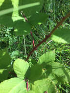 Image of Himalayan berry