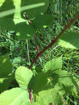 Image of Himalayan berry