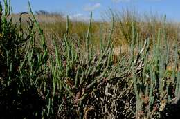 Image of Salicornia pillansii (Moss) Piirainen & G. Kadereit