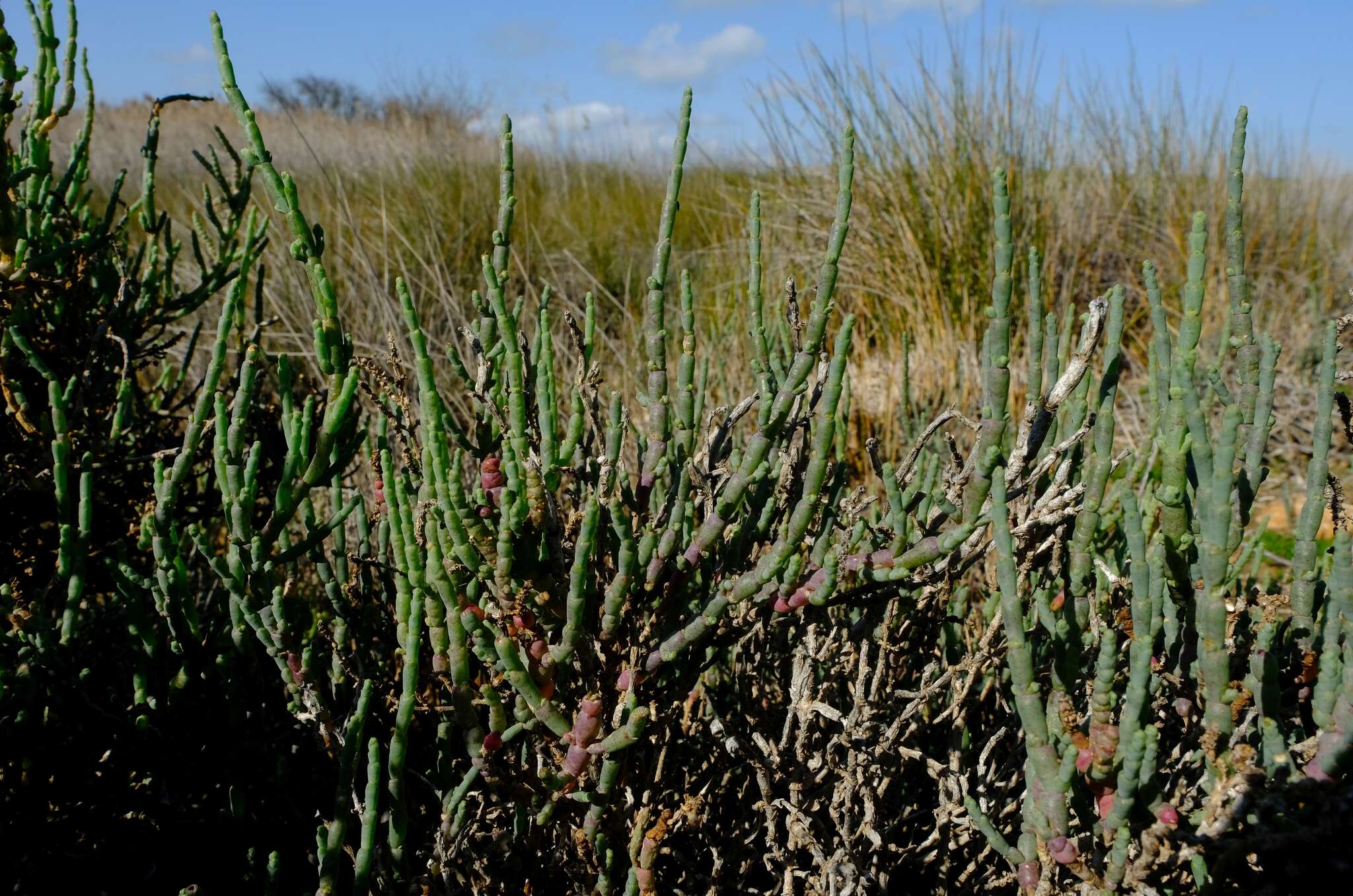 Image of Salicornia pillansii (Moss) Piirainen & G. Kadereit