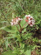 صورة Phyllopentas schimperi (Hochst.)