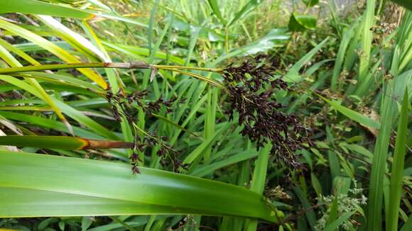 Imagem de Machaerina iridifolia (Bory) T. Koyama