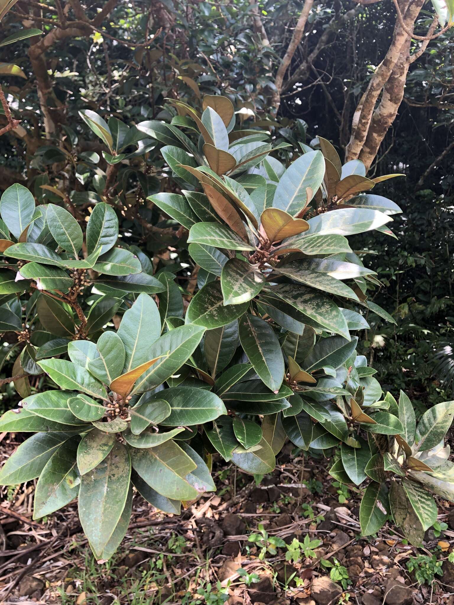 Image of yellow-boxwood