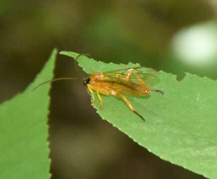 Image of Theronia hilaris (Say 1829)