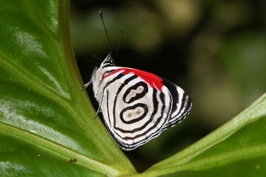 Diaethria gabaza Hewitson 1854 resmi