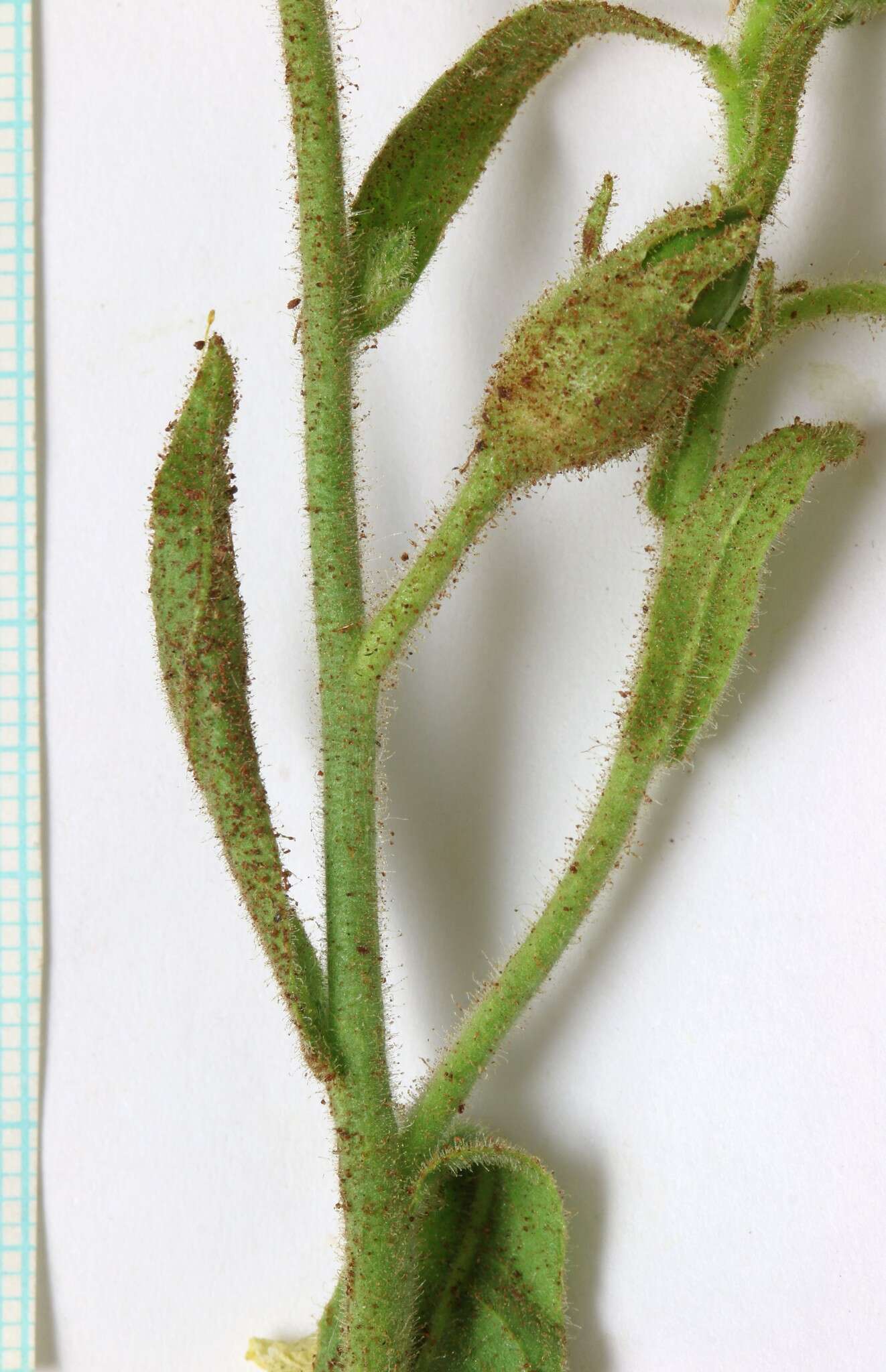 Image of <i>Nicotiana <i>obtusifolia</i></i> var. obtusifolia