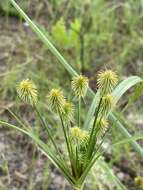 Imagem de Cyperus plukenetii Fernald