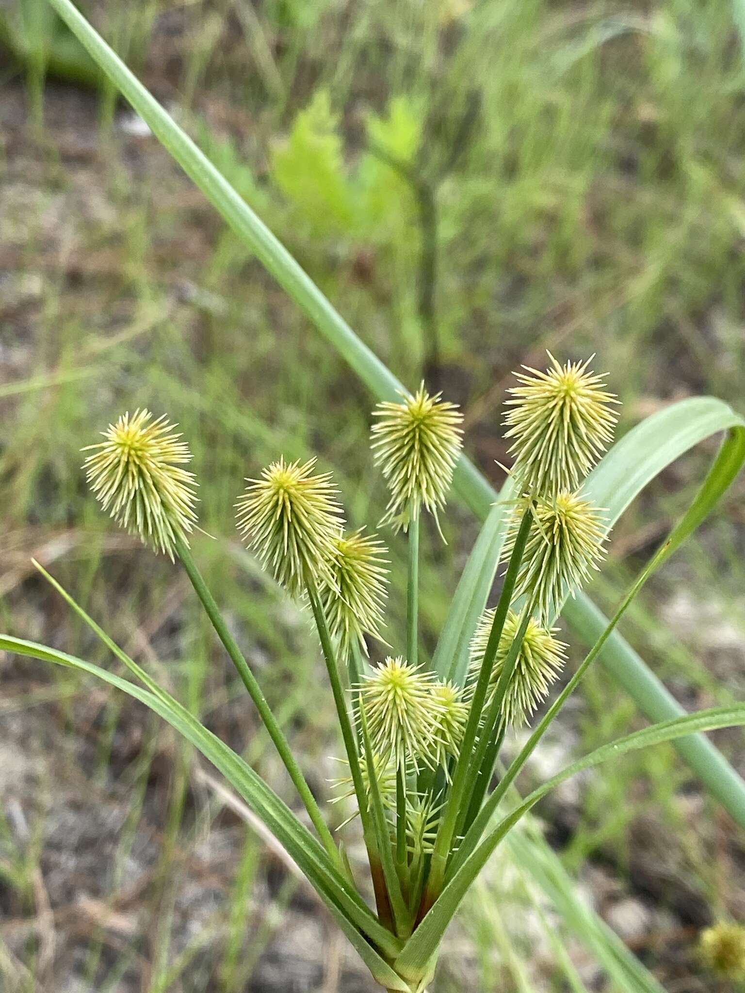 Image of Plukenet's flatsedge