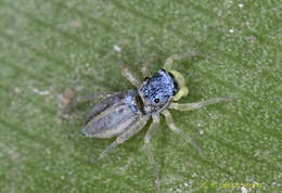 صورة Phintella debilis (Thorell 1891)