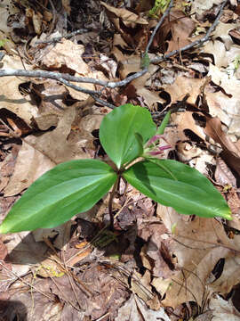 Trillium persistens W. H. Duncan resmi