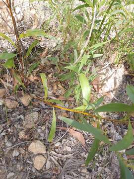 Image of Acacia calyculata A. Cunn. ex Benth.